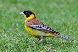 Black-headed Bunting photographed at Jerbourg [JER] on 26/5/2009. Photo: © Paul Hillion