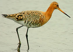 Black-tailed Godwit photographed at Claire Mare [CLA] on 0/5/2007. Photo: © Bob Murphy