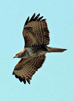 Buzzard photographed at Silbe [SIL] on 19/3/2009. Photo: © Mike Cunningham