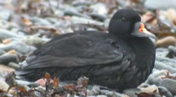 Common Scoter photographed at Belle Greve Bay [BEL] on 0/12/2003. Photo: © Phil Atkinson