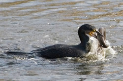 Cormorant photographed at Vale Pond [VAL] on 0/12/2006. Photo: © Colin Radford
