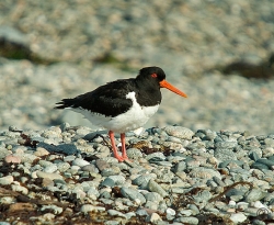 Oystercatcher photographed at Shingle Bank on 8/7/2006. Photo: © Barry Wells