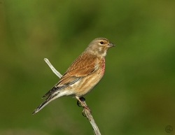 Linnet photographed at Pulias headland on 24/4/2004. Photo: © Barry Wells