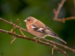 Chaffinch photographed at Les Caches on 2/1/2005. Photo: © Barry Wells