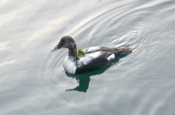Eider photographed at Town Harbour [TOW] on 6/5/2004. Photo: © Mark Lawlor