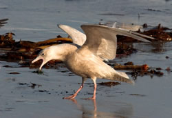 Glaucous Gull photographed at Jaonneuse [JAO] on 20/1/2007. Photo: © Vic Froome
