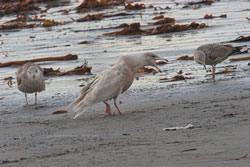 Glaucous Gull photographed at Jaonneuse [JAO] on 20/1/2007. Photo: © Vic Froome