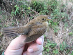 Grasshopper Warbler photographed at Claire Mare [CLA] on 0/8/2006. Photo: © Jamie Hooper