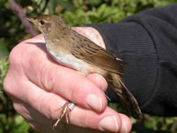 Grasshopper Warbler photographed at Ty Coed on 0/4/2005. Photo: © Paul Veron