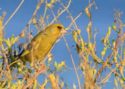 Greenfinch photographed at Bas Capelles [BAS] on 0/8/2007. Photo: © Rod Ferbrache