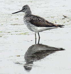 Greenshank photographed at Claire Mare [CLA] on 9/5/2008. Photo: © Bob Murphy