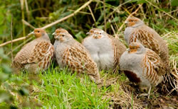 Grey Partridge photographed at The Bowl [BOL] on 0/11/2008. Photo: © Phil Alexander
