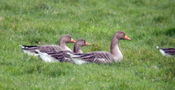 Greylag Goose photographed at Longue Rocque on 8/1/2009. Photo: © Mark Lawlor