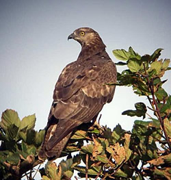 Honey Buzzard photographed at unknown on 0/8/2008. Photo: © Mark Guppy