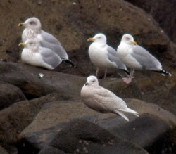 Iceland Gull photographed at Chouet [CHO] on 22/12/2007. Photo: © Mark Lawlor