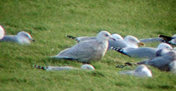 Iceland Gull photographed at L'Eree [LER] on 9/1/2007. Photo: © Dave Andrews