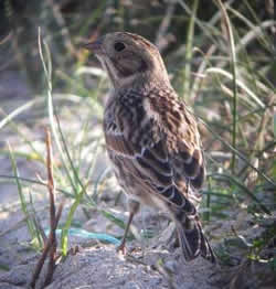 Lapland Bunting photographed at Pulias [PUL] on 11/10/2008. Photo: © Mark Guppy