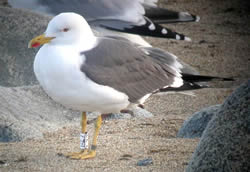 Lesser Black-backed Gull photographed at Chouet [CHO] on 0/4/2009. Photo: © Paul Veron
