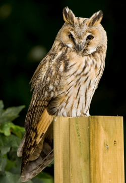 Long-eared Owl photographed at L'Islet [LIS] on 15/7/2008. Photo: © Phil Alexander
