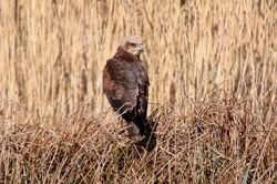 Marsh Harrier photographed at Claire Mare [CLA] on 11/2/2009. Photo: © Chris Bale