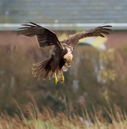Marsh Harrier photographed at Claire Mare [CLA] on 0/2/2007. Photo: © Colin Radford