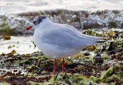 Mediterranean Gull photographed at Grandes Havres [GHA] on 9/7/2009. Photo: © Phil Alexander