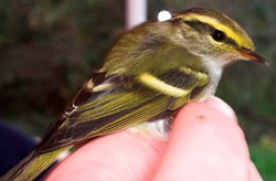 Pallas's Warbler photographed at Ty Coed on 13/11/2005. Photo: © Vic Froome