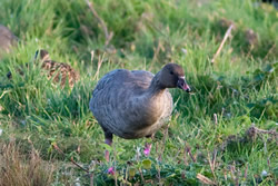 Pink-footed Goose photographed at Claire Mare [CLA] on 13/10/2007. Photo: © Colin Radford