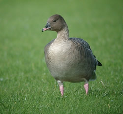 Pink-footed Goose photographed at Miellette [MIE] on 21/10/2006. Photo: © Mark Lawlor