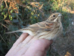 Reed Bunting photographed at unknown on 0/1/2006. Photo: © Jamie Hooper