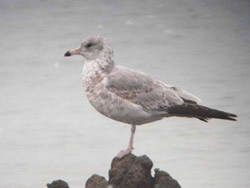 Ring-billed Gull photographed at Cobo [COB] on 18/2/2007. Photo: © Mark Guppy