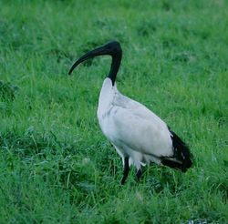 Sacred Ibis photographed at Rue des Bergers on 0/12/2004. Photo: © Vic Froome