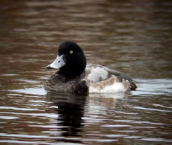 Scaup photographed at Grande Mare [GMA] on 31/12/2007. Photo: © Mark Lawlor