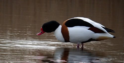 Shelduck photographed at Claire Mare [CLA] on 13/3/2005. Photo: © Mark Lawlor