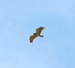 Short-toed Eagle photographed at Icart [ICA] on 9/6/2006. Photo: &copy; Jamie Hooper