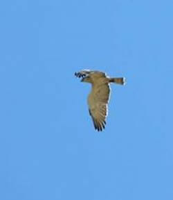 Short-toed Eagle photographed at Icart [ICA] on 9/6/2006. Photo: &copy; Jamie Hooper
