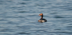 Slavonian Grebe photographed at Rocquaine [ROC] on 5/4/2007. Photo: © Mark Lawlor