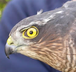Sparrowhawk photographed at Ty Coed on 17/11/2005. Photo: © Paul Veron