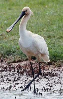 Spoonbill photographed at Claire Mare [CLA] on 28/6/2009. Photo: © Phil Alexander