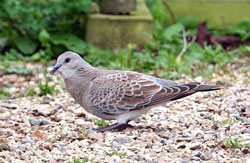 Turtle Dove photographed at Le Menage on 0/9/2008. Photo: © Dee Langmead