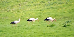 White Stork photographed at Talbot Valley [TAL] on 27/4/2000. Photo: © Mark Lawlor