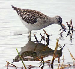 Wood Sandpiper photographed at Claire Mare [CLA] on 17/8/2007. Photo: © Bob Murphy