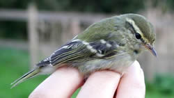 Yellow-browed Warbler photographed at Ty Coed on 0/10/2006. Photo: © Paul Veron