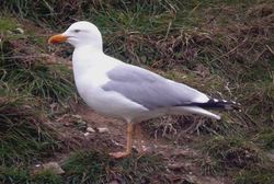 Yellow-legged Gull photographed at Mont Cuet on 2/4/2009. Photo: © Paul Veron