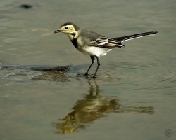 Pied Wagtail photographed at Jaonneuse Bay on 9/10/2006. Photo: © Barry Wells