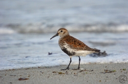 Dunlin photographed at Rocquaine Bay on 30/4/2005. Photo: © Barry Wells