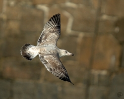 Herring Gull photographed at St Peter Port Fish Quay on 19/3/2005. Photo: © Barry Wells