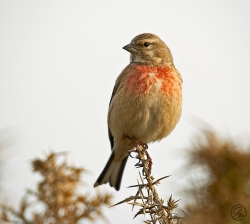 Linnet photographed at Pulias headland on 3/4/2005. Photo: © Barry Wells