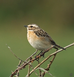 Whinchat photographed at Pleinmont on 30/4/2005. Photo: © Barry Wells
