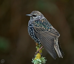Starling photographed at Les Caches on 14/1/2006. Photo: © Barry Wells